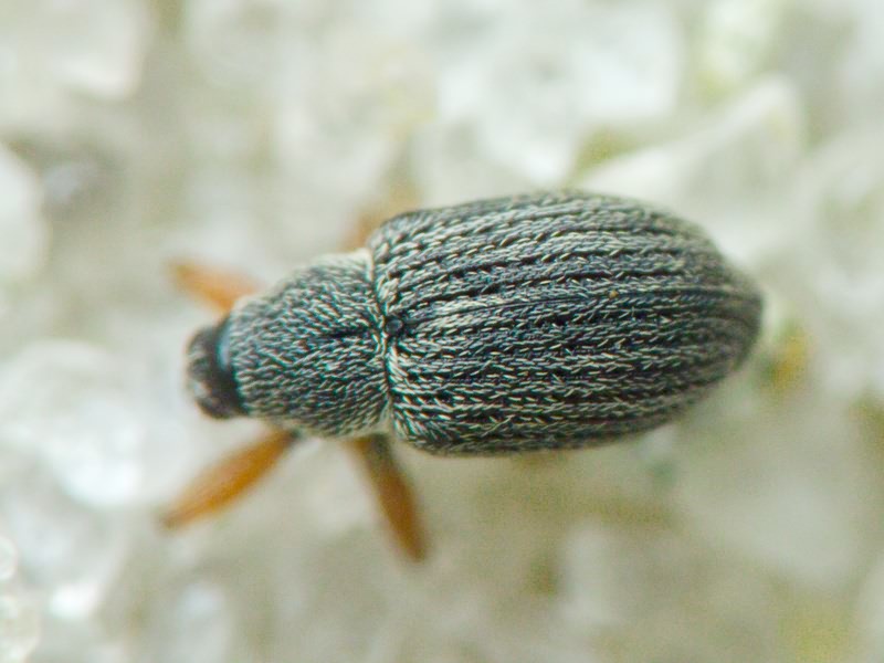 Exapion formaneki (Wagner, 1929)